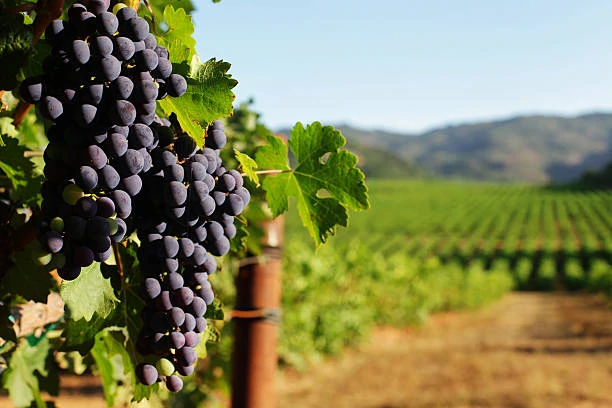 Wine Making