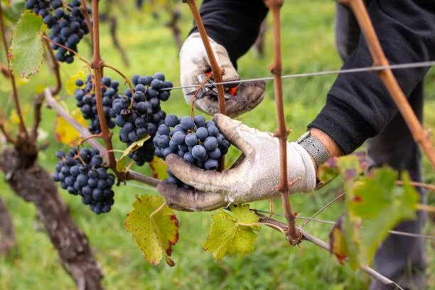 Wine Making