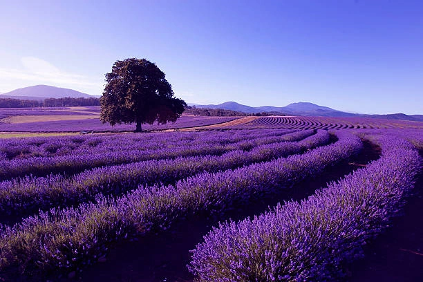 Three Scenic Wildflower