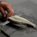 Crappie Fish